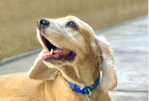 Primera condena por biocidio en Santa Cruz: el hombre que mató a un perrito fue sentenciado a más de 3 años de cárcel